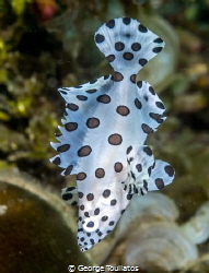 Polka Dots!!! by George Touliatos 